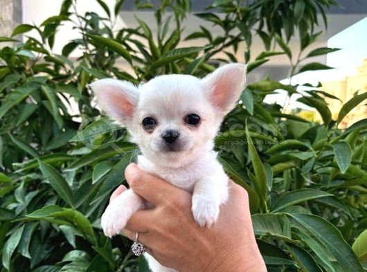 Sahiplenmeye Hazır Uzun Beyaz Tüy Chihuahualar görsel