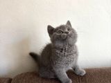 Top Kafa Son British Shorthair Yavrumuz