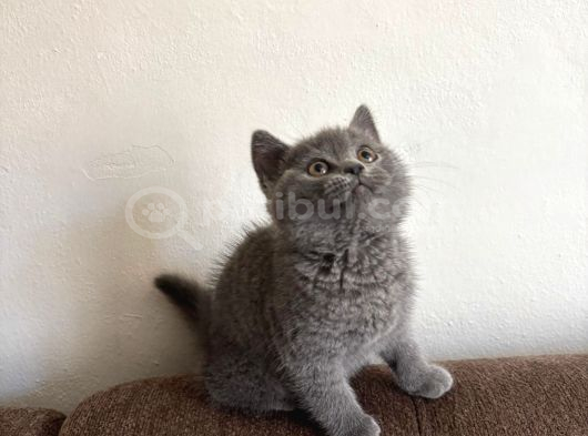 Top kafa son british shorthair yavrumuz