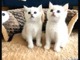 Safkan British Shorthair Ns1133