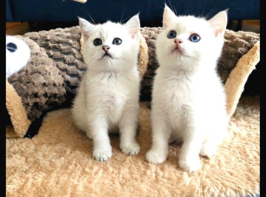 Safkan British Shorthair Ns1133
