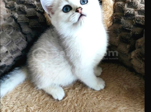 Safkan British Shorthair Ns1133 görsel