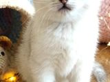 Safkan British Shorthair Ns1133