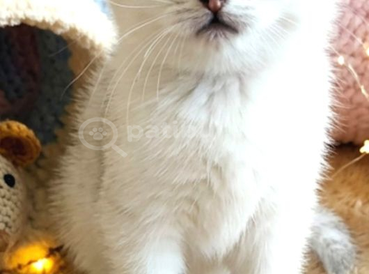 Safkan British Shorthair Ns1133 görsel