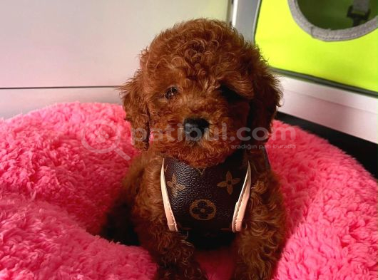 Ruhsatlı çiftligimizden kaliteli safkan poodle bebekleri