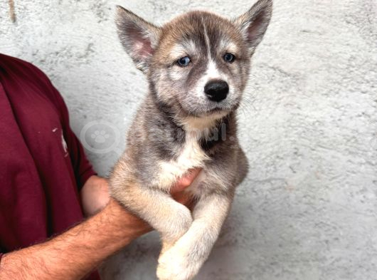 Ruhsatlı Çiftlik Sibirya Kurdu Husky Yavrular görsel
