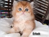 Brithis Longhair Zarafeti̇ Zümrüt Gözlüm