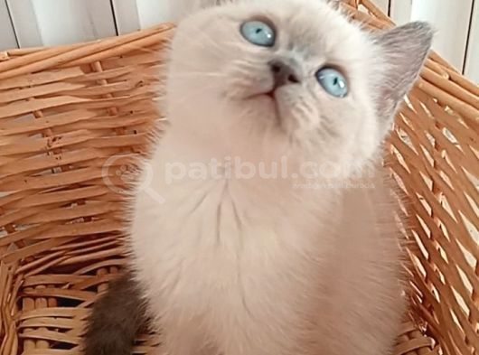 Mavi Gözlü Blue Point Yavrular İzmir görsel