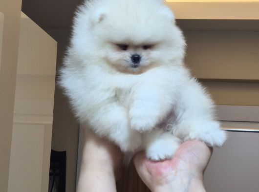 Üst Kalite 1 Dişi 1 Erkek Mini Boy Pomeranian Boo görsel