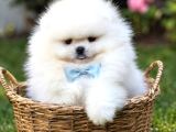 Üst Kalite 1 Dişi 1 Erkek Mini Boy Pomeranian Boo