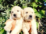 Baby Face Golden Yavruları