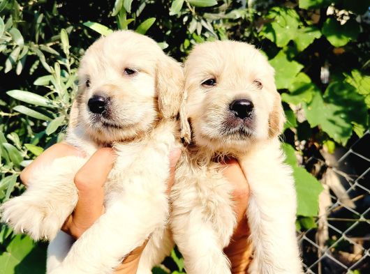 Baby Face Golden Yavruları görsel