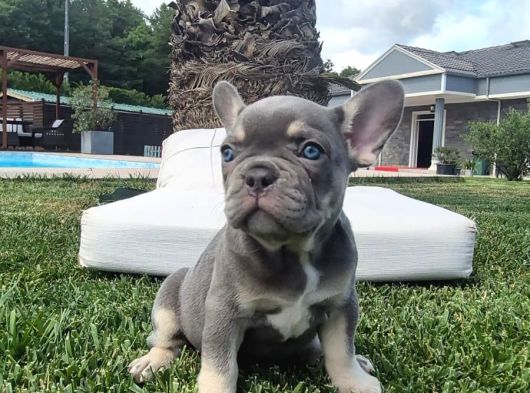 Efsane French Bulldog Yavrulari İstanbul görsel
