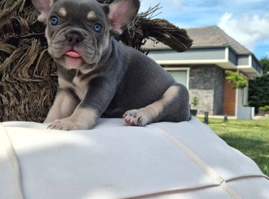 Efsane French Bulldog Yavrulari İstanbul görsel