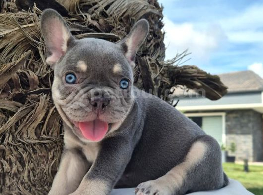 Efsane French Bulldog Yavrulari İstanbul görsel