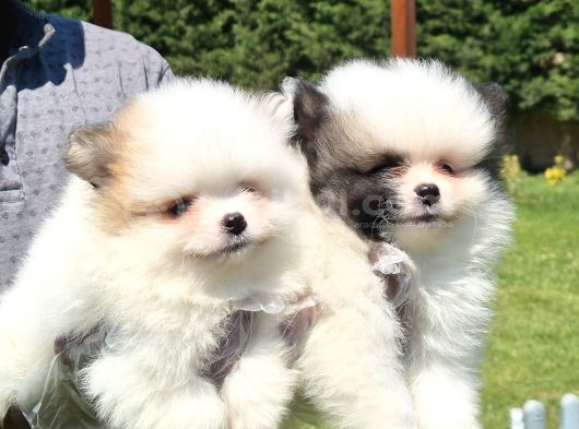 Tea Cup Pomeranian Boo Yavruları Istanbul görsel