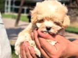Tea Cup Çok Özel Malti̇poo Yavrulari̇