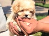 Tea Cup Çok Özel Malti̇poo Yavrulari̇