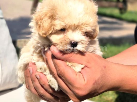 Tea Cup Çok Özel Malti̇poo Yavrulari̇ görsel