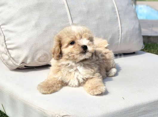 Orji̇nal Tea Cup Malti̇poo Yavrulari̇ Daha Güzeli̇ Yok görsel