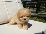 Orji̇nal Tea Cup Malti̇poo Yavrulari̇ Daha Güzeli̇ Yok