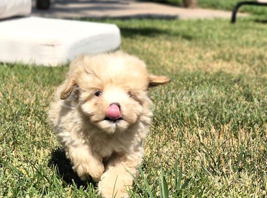 Orji̇nal Tea Cup Malti̇poo Yavrulari̇ Daha Güzeli̇ Yok görsel