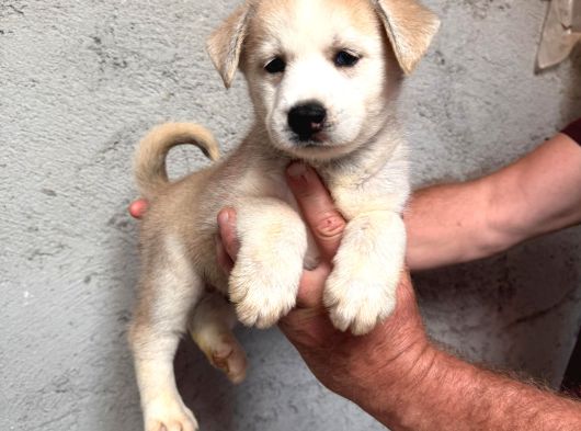 Ruhsatlı Çiftlik Sibirya Kurdu Husky Yavrular