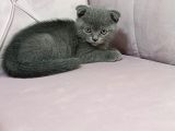 İzmir 2 Aylık Safkan