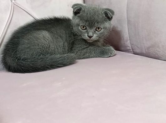 İzmir 2 Aylık Safkan
