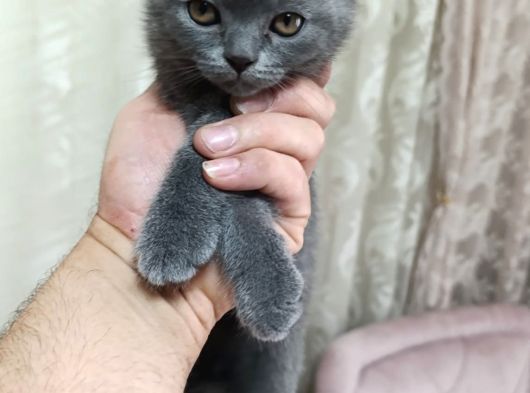 İzmir 2 Aylık Safkan görsel