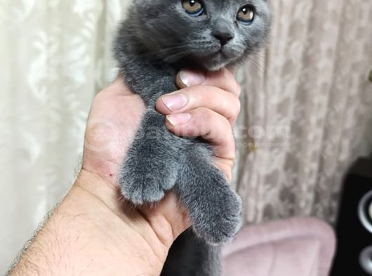 İzmir 2 Aylık Safkan görsel
