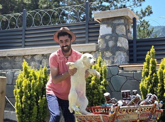Güç Asalet Ve Sadakat Alabay Yavruları görsel