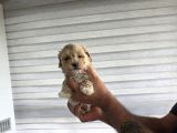 Tuvalet Eğitimli Minyatür Maltipoo Çocuklar