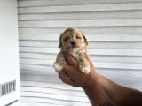 Tuvalet Eğitimli Minyatür Maltipoo Çocuklar