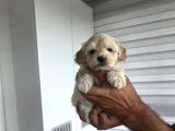 Tuvalet Eğitimli Minyatür Maltipoo Çocuklar