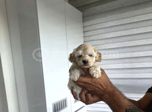 Tuvalet Eğitimli Minyatür Maltipoo Çocuklar görsel