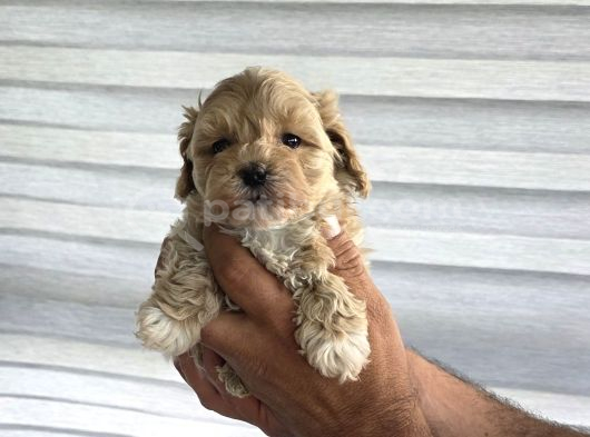 Tuvalet Eğitimli Minyatür Maltipoo Çocuklar