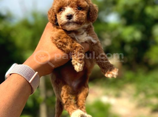 Ultra Kaliteli Poodle Yavrular