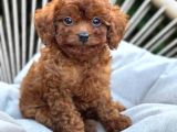 Toy Poodle Sevi̇mli̇ Yavrular Ev Üreti̇mi̇