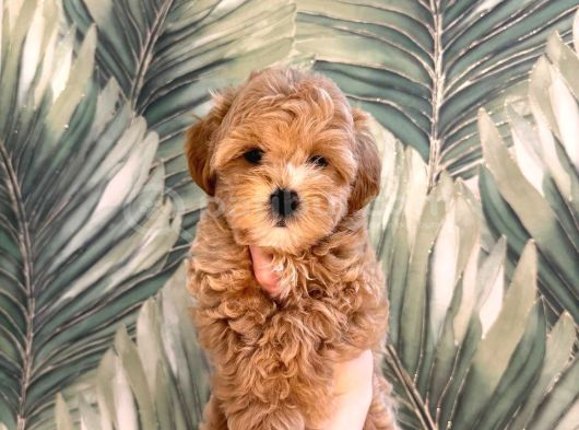 Malti̇poo Ci̇nsi̇ Yavrular Ev Üreti̇mi̇