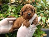 En Tatlı Poodle Yavrular