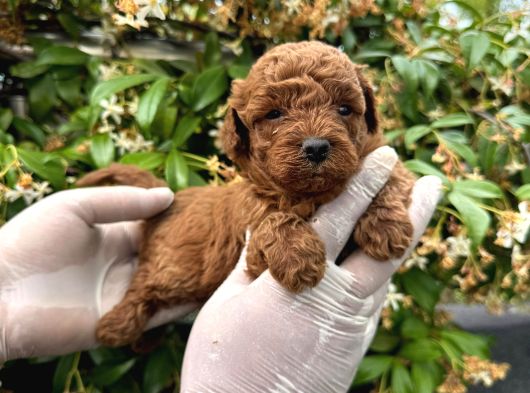 En Tatlı Poodle Yavrular