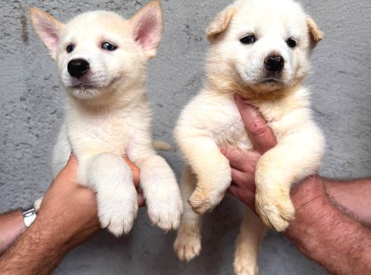 Ruhsatlı Çiftlik Sibirya Kurdu Husky Yavrular görsel