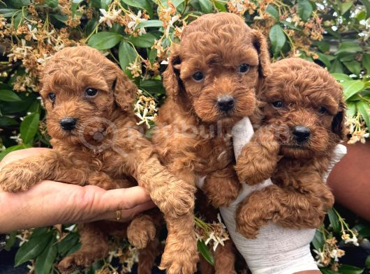 En Tatlı Poodle Yavrular görsel