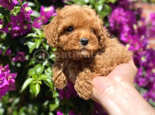 Mini - Teacup Poodle görsel