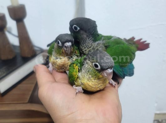 BEBEK KONUR PAPAĞANLARI EL BESLEME