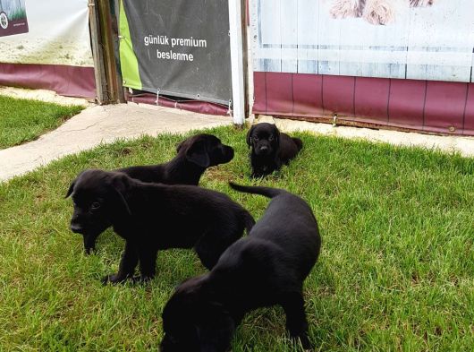 Akkuş Üreti̇m Çi̇ftli̇ği̇nden Labrador Yavrulari görsel