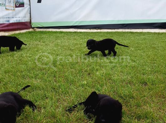 Akkuş Üreti̇m Çi̇ftli̇ği̇nden Labrador Yavrulari görsel
