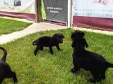 Akkuş Üreti̇m Çi̇ftli̇ği̇nden Labrador Yavrulari