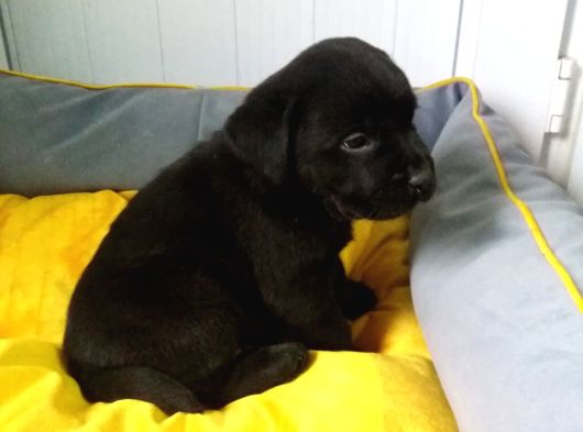 Akkuş Üreti̇m Çi̇ftli̇ği̇nden Labrador Yavrulari görsel
